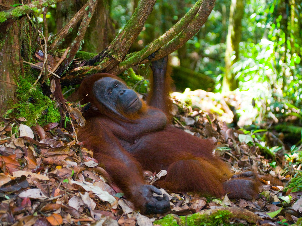 Bukit Lawang orangutan