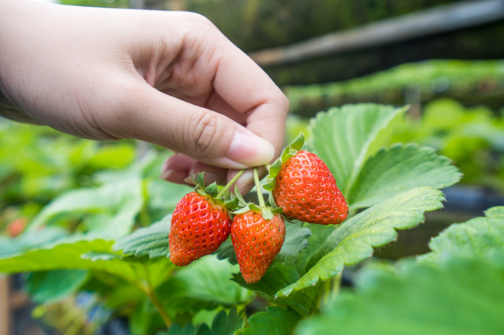 strawberry farm - berastagi