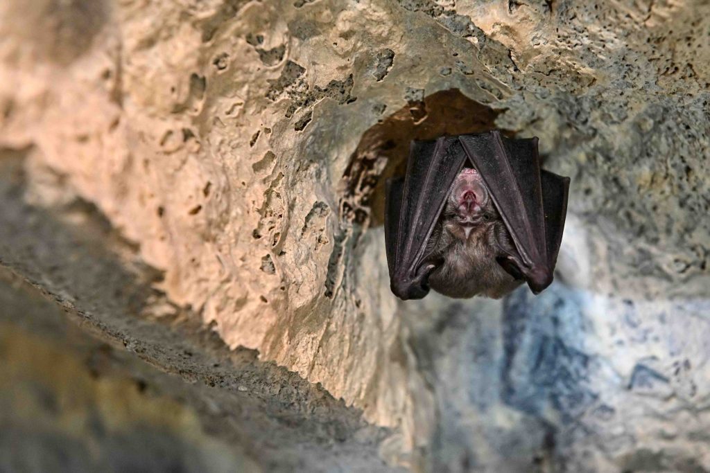 Bat Cave Bukit Lawang