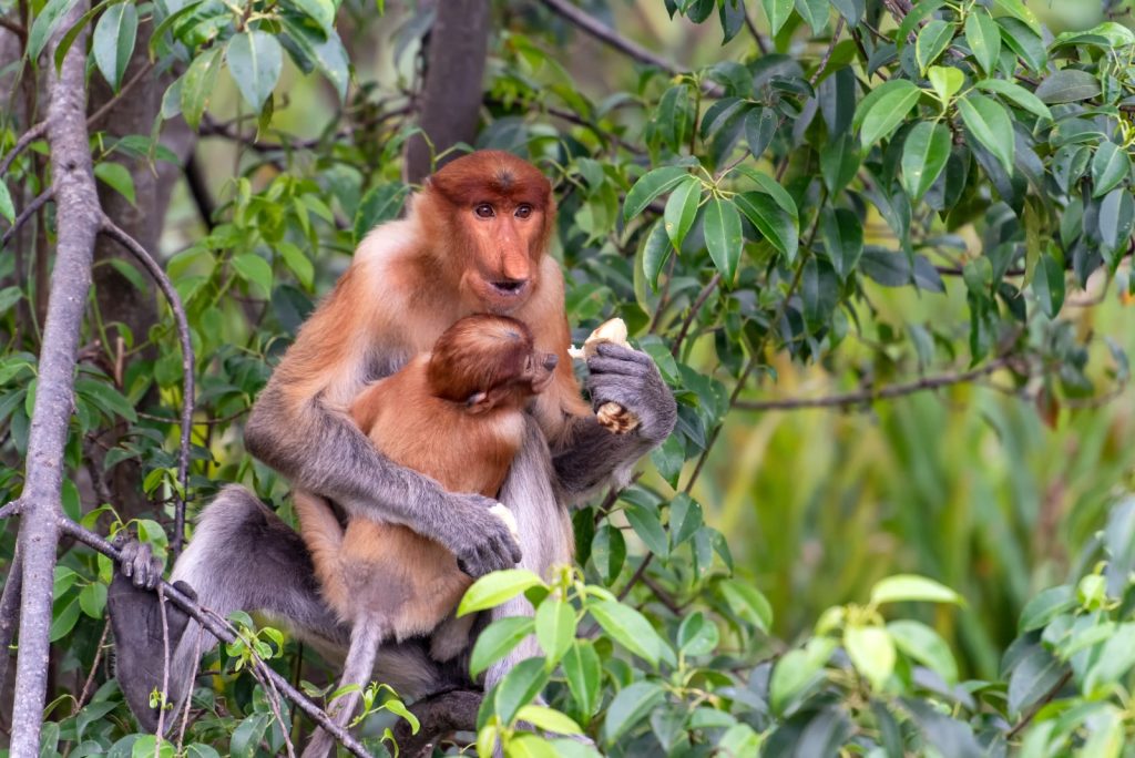 Bekantan as proboscis monkey