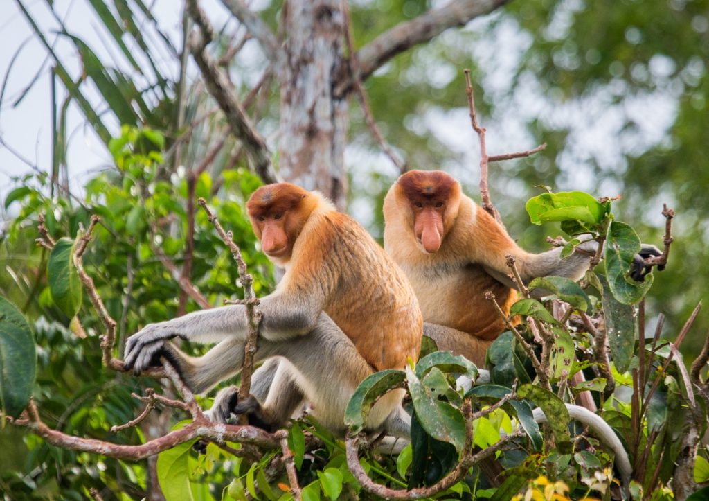 Bekantan also known as proboscis monkey