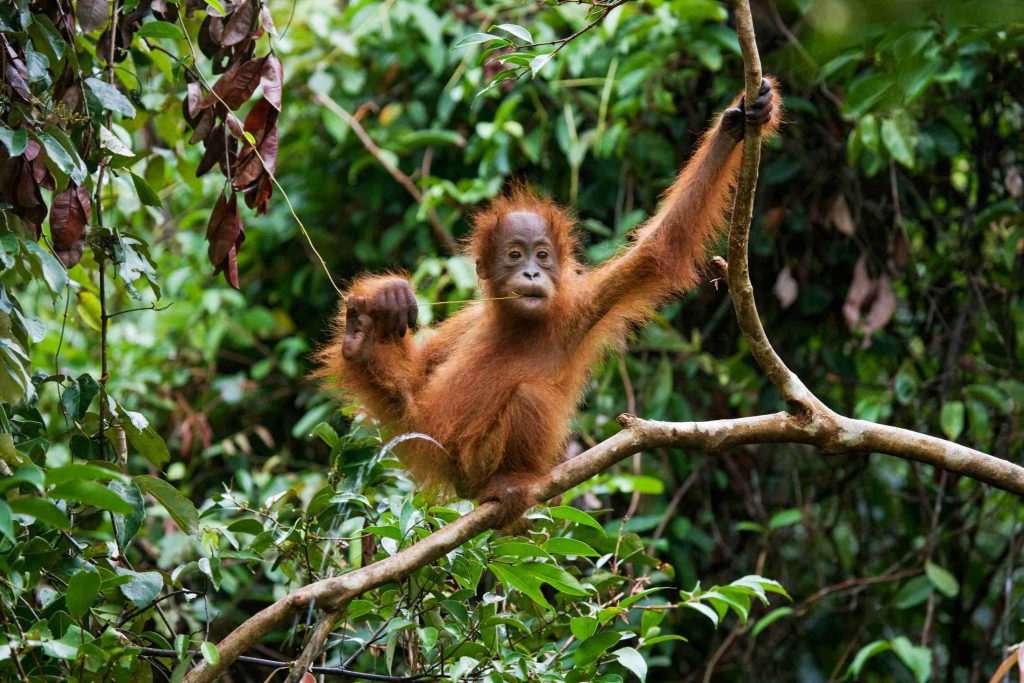 baby sumatran orangutan