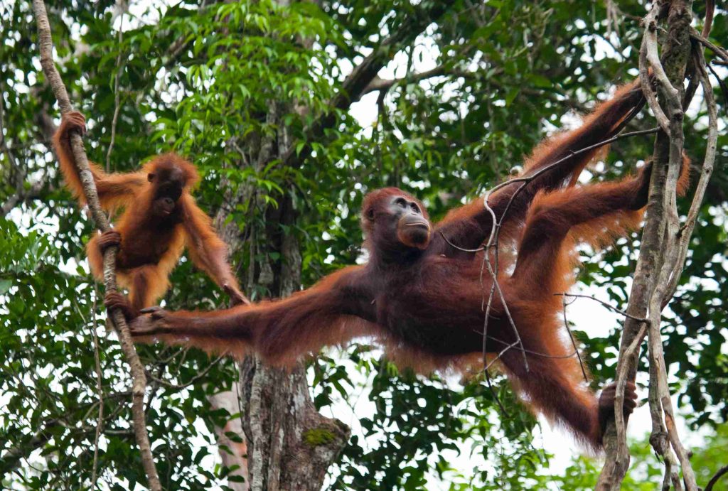 female sumatran orangutan