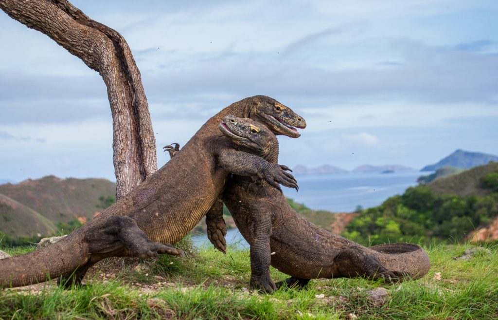 Facts about Komodo Dragon