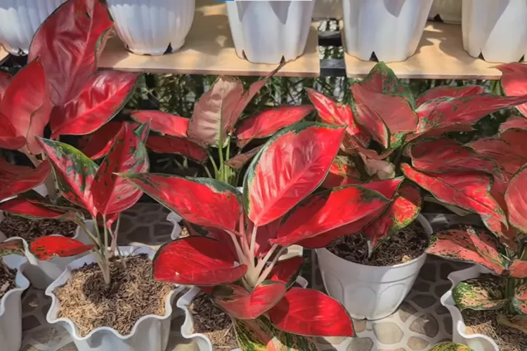 Exploring Different Aglaonema Varieties: Colors and Patterns