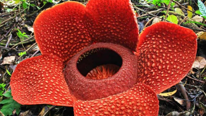 7 Amazing Things To Know About Rafflesia Arnoldii