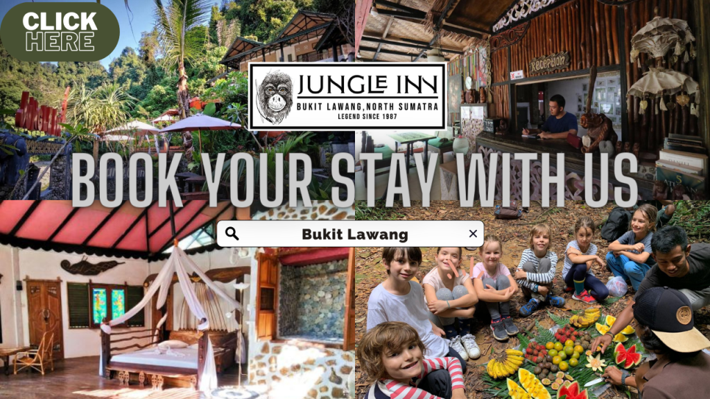Jungle Inn Contact