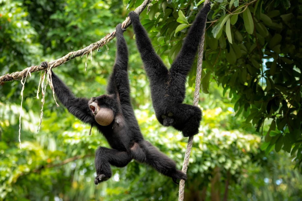 Tracing the Journey of Siamang Gibbons