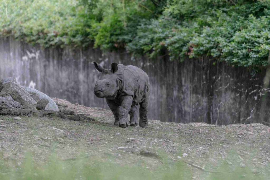 Javan Rhino: Guardian of the Indonesian Rainforest