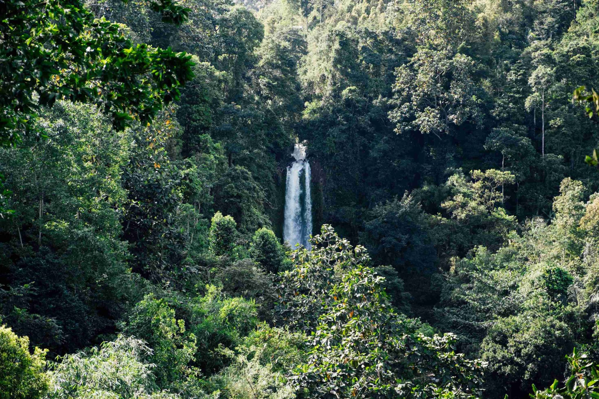 10 Fascinating Facts About Jungle Ecosystems in Bukit Lawang