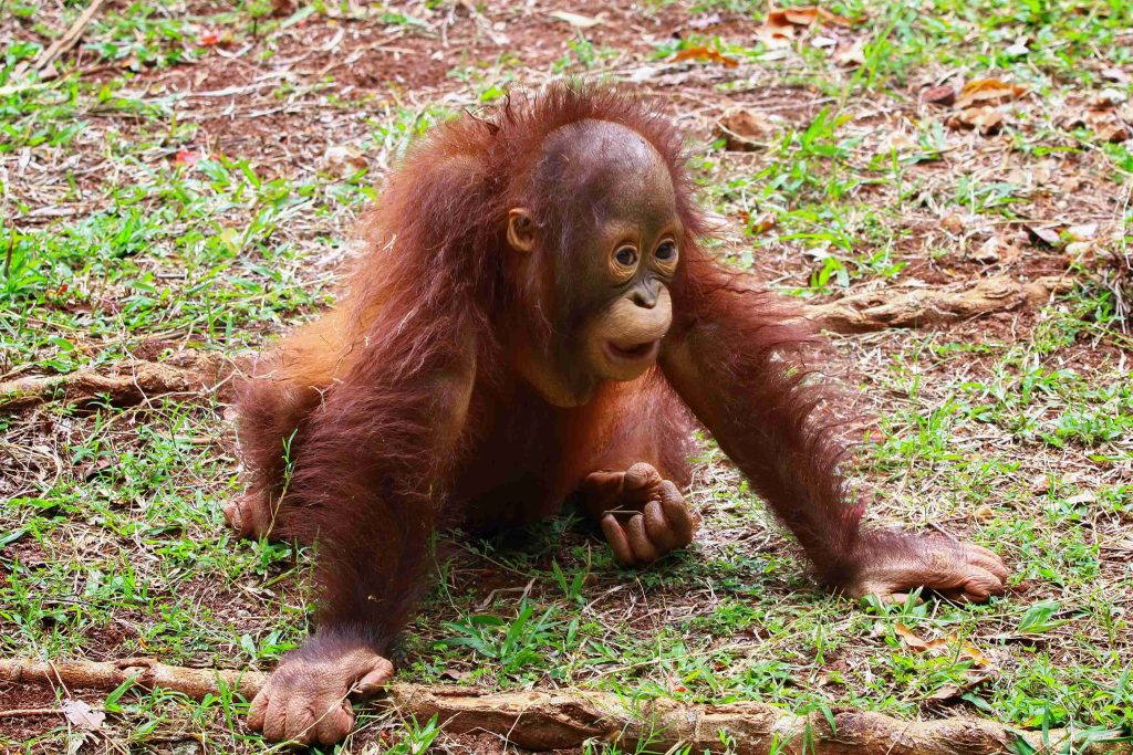 The Orangutan Ecosystem: Where Do They Live?