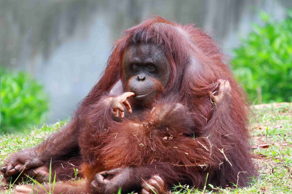 The Three Recognized Species of Orangutans