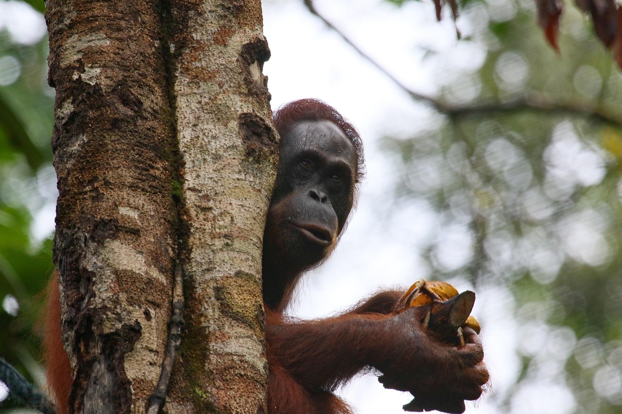 Orangutan Ecosystems: Biodiversity, Habitat, and Threat
