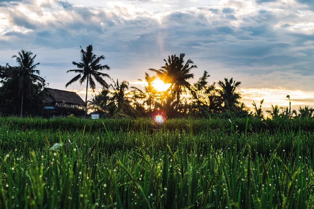 Campuhan Ridge Walk: A Complete Guide to Ubud’s Most Scenic Trail