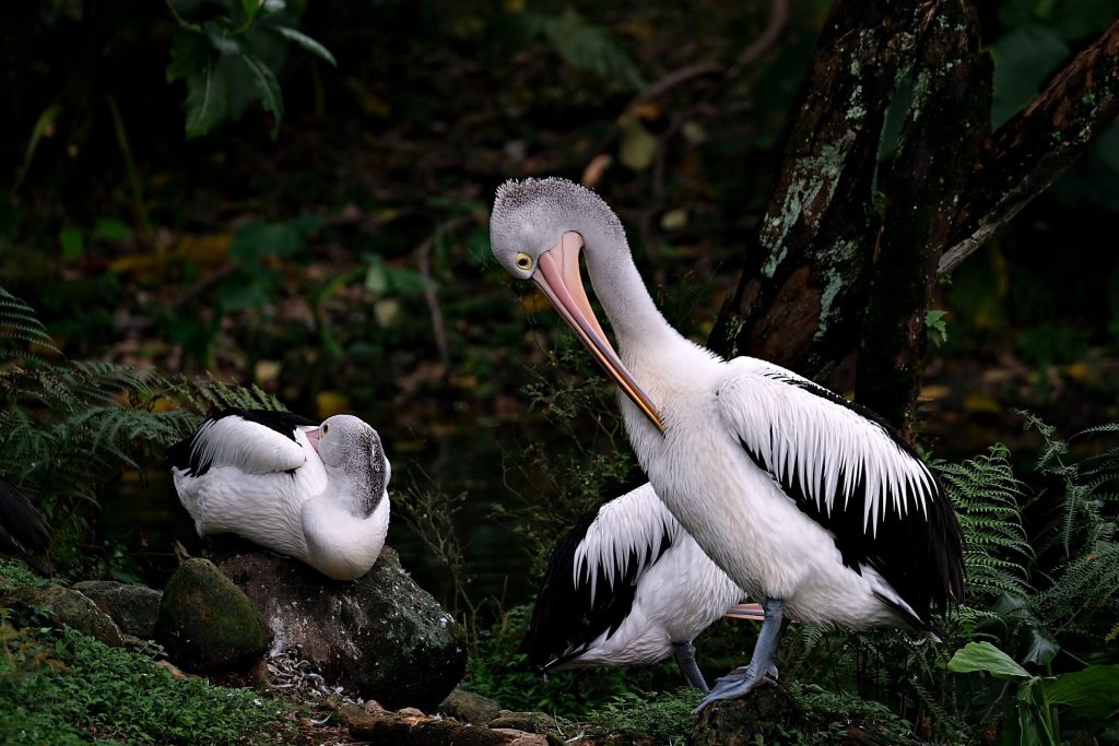 Overview of Kuala Lumpur Bird Park