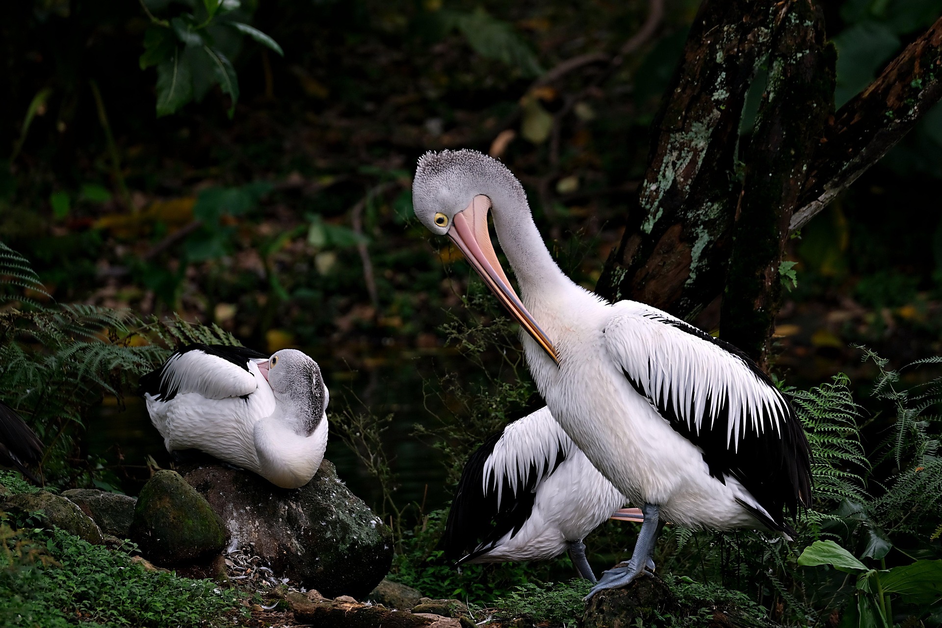 Kuala Lumpur Bird Park: Everything You Need to Know